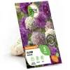 GROW by OBI Zierlauch Purple Sensation Mischung 5 Stück Allium
