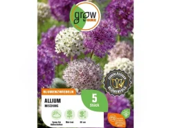 GROW by OBI Zierlauch Purple Sensation Mischung 5 Stück Allium