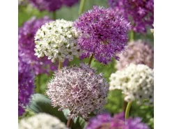 GROW by OBI Zierlauch Purple Sensation Mischung 5 Stück Allium