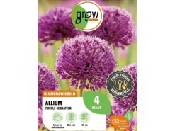 GROW by OBI Zierlauch Purple Sensation 4 Stück Allium aflatunense Allium