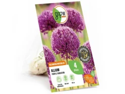 GROW by OBI Zierlauch Purple Sensation 4 Stück Allium aflatunense Allium