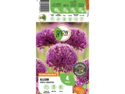 GROW by OBI Zierlauch Purple Sensation 4 Stück Allium aflatunense Allium