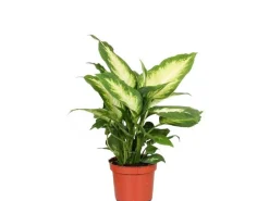 GROW Dieffenbachie "Camilla" Höhe ca. 35cm Topf-Ø 12 cm Dieffenbachia maculata