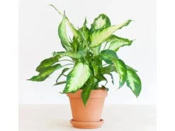 GROW Dieffenbachie "Camilla" Höhe ca. 35cm Topf-Ø 12 cm Dieffenbachia maculata