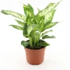 GROW Dieffenbachie "Compacta" Höhe ca. 35 cm Topf-Ø 12 cm Dieffenbachia maculata