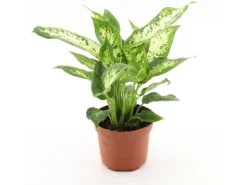 GROW Dieffenbachie "Compacta" Höhe ca. 35 cm Topf-Ø 12 cm Dieffenbachia maculata