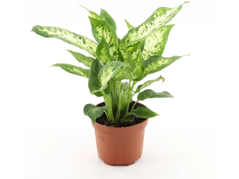 GROW Dieffenbachie "Compacta" Höhe ca. 35 cm Topf-Ø 12 cm Dieffenbachia maculata