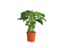 GROW Dieffenbachie "Reflector" Höhe ca. 50 - 55 cm Topf-Ø 17 cm Dieffenbachia