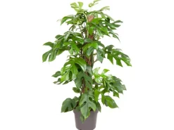 GROW Fensterblatt am Moosstab Höhe ca. 80 cm Topf-Ø ca. 19 cm Monstera Minima