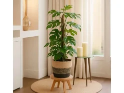 GROW Fensterblatt am Moosstab Höhe ca. 80 cm Topf-Ø ca. 19 cm Monstera Minima