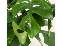 GROW Fensterblatt am Moosstab Höhe ca. 80 cm Topf-Ø ca. 19 cm Monstera Minima