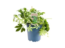 Gynostemma Pentaphyllum Jiaogulan Ca. 11x11 cm Topf Kletterpflanze