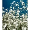 Gypsophila Paniculata Bristol Fairy Schleierkraut Ca. 11x11 cm Topf