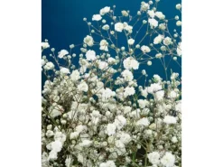 Gypsophila Paniculata Bristol Fairy Schleierkraut Ca. 11x11 cm Topf