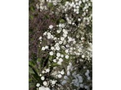 Gypsophila Paniculata Bristol Fairy Schleierkraut Ca. 11x11 cm Topf