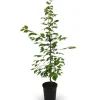 Hainbuche Set à 50 Stück Höhe ca. 80 - 100 cm Topf ca. 3 l Carpinus betulus