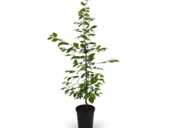 Hainbuche Set à 50 Stück Höhe ca. 80 - 100 cm Topf ca. 3 l Carpinus betulus