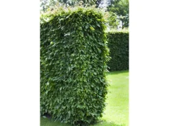 Hainbuche Set à 50 Stück Höhe ca. 80 - 100 cm Topf ca. 3 l Carpinus betulus