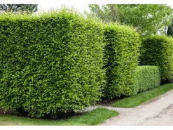 Hainbuche Set à 50 Stück Höhe ca. 80 - 100 cm Topf ca. 3 l Carpinus betulus