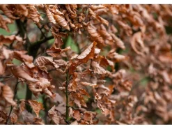 Hainbuche Set à 50 Stück Höhe ca. 80 - 100 cm Topf ca. 3 l Carpinus betulus