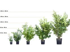 Hainbuche Set à 50 Stück Höhe ca. 80 - 100 cm Topf ca. 3 l Carpinus betulus