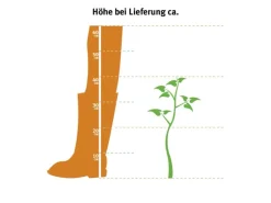 Hainbuche Set à 50 Stück Höhe ca. 80 - 100 cm Topf ca. 3 l Carpinus betulus