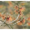 Hamamelis Intermedia Jelena Zaubernuss Kupferorange Ca. 12 cm Topf