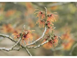 Hamamelis Intermedia Jelena Zaubernuss Kupferorange Ca. 12 cm Topf