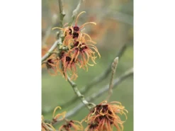 Hamamelis Intermedia Jelena Zaubernuss Kupferorange Ca. 12 cm Topf