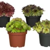 Hauswurz Sortenauswahl Topf-Ø ca. 9 cm Sempervivum x cultorum