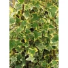 Hedera Helix Goldchild Efeu Gelb-Grün Ca. 9x9 cm Topf