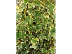 Hedera Helix Goldchild Efeu Gelb-Grün Ca. 9x9 cm Topf