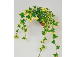 Hedera Helix Goldchild Efeu Gelb-Grün Ca. 9x9 cm Topf