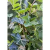 Hedera Helix Hibernica Irischer Efeu Immergrün Ca. 9x9 cm Topf