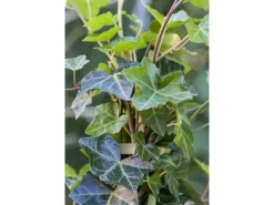 Hedera Helix Hibernica Irischer Efeu Immergrün Ca. 9x9 cm Topf