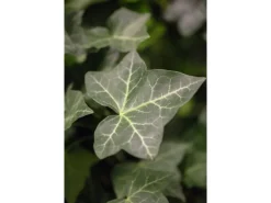 Hedera Helix Hibernica Irischer Efeu Immergrün Ca. 9x9 cm Topf