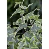 Hedera Helix Little Diamond Efeu Grün-Weiß Ca. 9x9 cm Topf