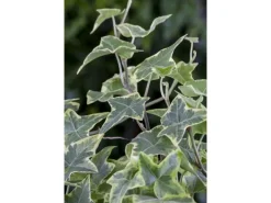 Hedera Helix Little Diamond Efeu Grün-Weiß Ca. 9x9 cm Topf