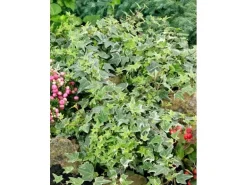 Hedera Helix Little Diamond Efeu Grün-Weiß Ca. 9x9 cm Topf