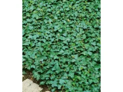 Hedera Helix Plattensee Efeu Immergrün Ca. 9x9 cm Topf