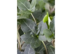 Hedera Helix Plattensee Efeu Immergrün Ca. 9x9 cm Topf