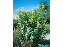 Helianthus Tuberosus Topinambur Ca. 11x11 cm Topf