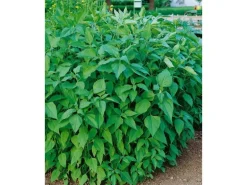 Helianthus Tuberosus Topinambur Ca. 11x11 cm Topf