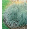 Helictotrichon Sempervirens Blaustrahlhafer Ca. 9x9 cm Topf