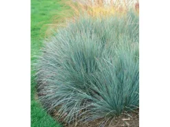 Helictotrichon Sempervirens Blaustrahlhafer Ca. 9x9 cm Topf