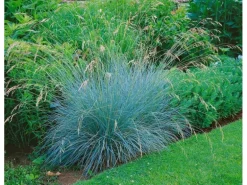 Helictotrichon Sempervirens Blaustrahlhafer Ca. 9x9 cm Topf