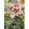 Helleborus Orientalis Lenzrose Ca. 11x11 cm Topf