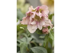 Helleborus X Orientalis Ballard Lenzrose Gen Ca 11x11 cm Topf