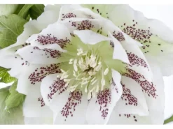 Helleborus X Orientalis Ballard Lenzrose Gen Ca 11x11 cm Topf