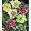 Helleborus X Orientalis Double Ellen Red Lenzrose Ca. 11x11 cm Topf